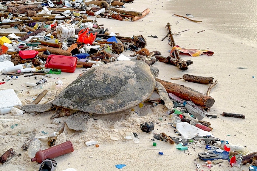 A large grey turtle with sand on its back moves through the sand near multicoloured plastics.