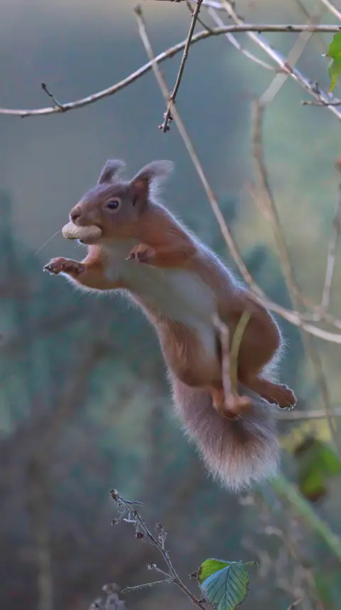 Andy Dunshee A red squirrel is captured mid‑leap between thin branches. It holds a nut firmly in its mouth, with its paws outstretched as it jumps. 