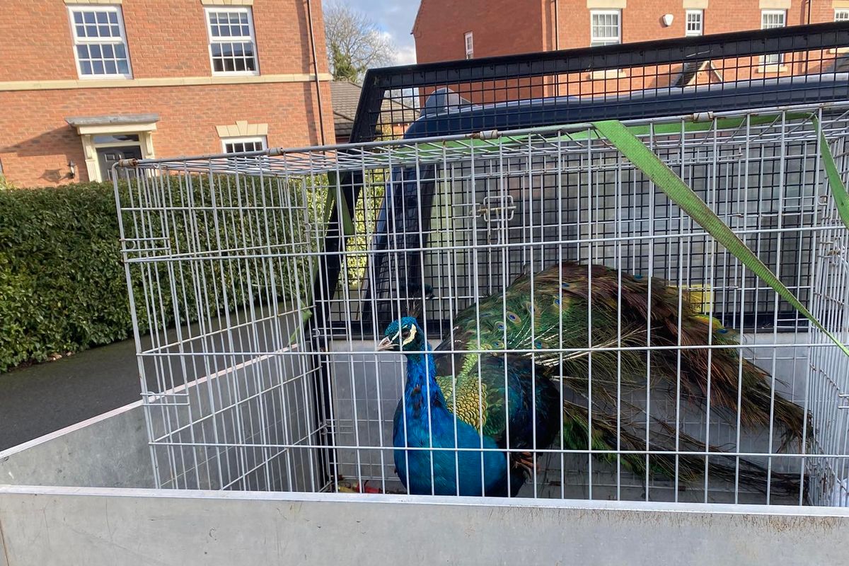 Dave happily climbed back into his crate when his owner, Alex, caught up with him