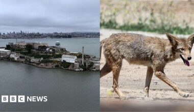 On one side of the composite image, there are broken bottles of alcohol on the aisle of a shop. On the other side, a raccoon is pictured passed out next to a white toilet.