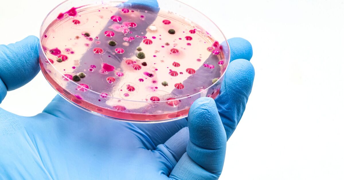 Urgent warning issued as killer fungus spreads round world - 'becoming more infectious'