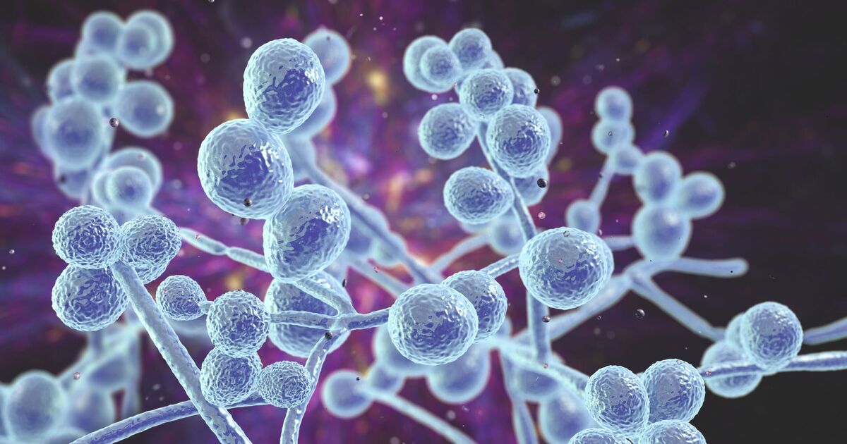 Drug-resistant 'superfungus' sweeps through hospitals as experts issue warning | World | News