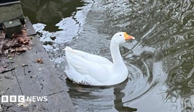 A white goose is gliding along a waterway near some wooden decking. There is part of a hosepipe on the deck and lots of old leaves and debris.