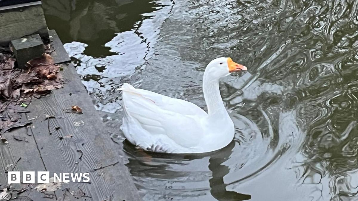 A white goose is gliding along a waterway near some wooden decking. There is part of a hosepipe on the deck and lots of old leaves and debris.