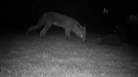 Chester Zoo/Nottingham Trent University A fox peers at a hedgehog on a grassy lawn in a garden at night. The animals are head on to each other only a short distance apart.