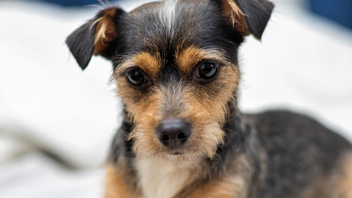 Teeny Chorkie Goes After a Giant Taxidermy Bear and Means Business