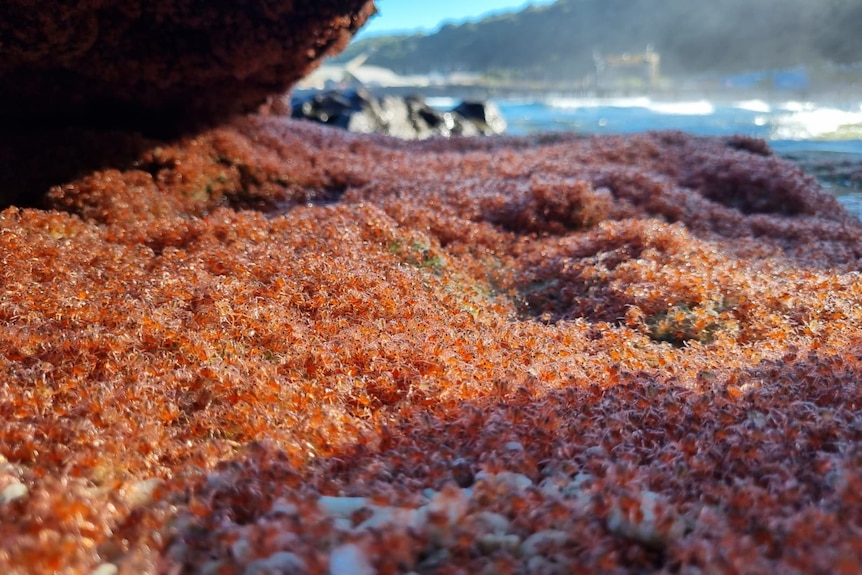 A swarming mass of tiny, semi-translucent crabs coats the shoreline.