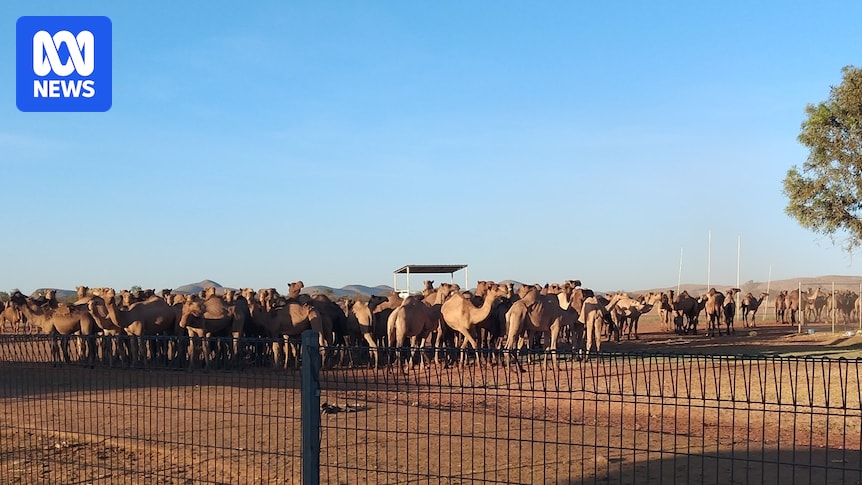 'Large bull camels weighing hundreds of kilos' move into NT communities
