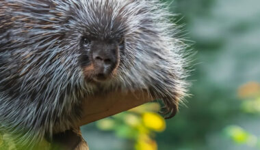 Porcupine’s Reaction to Getting His Ear Scratched Is Absolutely Adorable