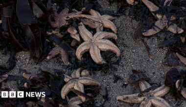 Starfish on a beach among seaweed