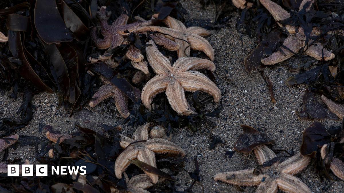 Starfish on a beach among seaweed