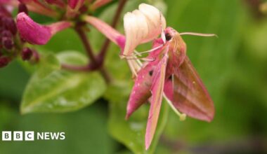 A large pink elephant hawk moth drinking nectar from a flower. The moth is covered mostly pink but has light brown patches.
