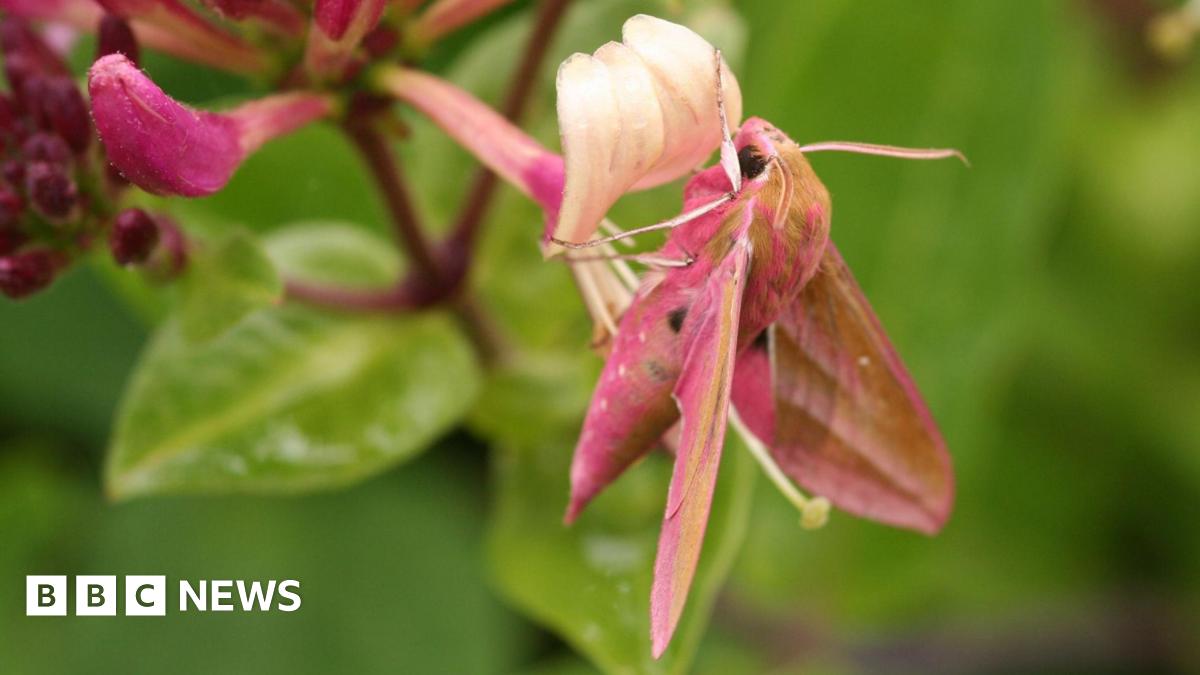 A large pink elephant hawk moth drinking nectar from a flower. The moth is covered mostly pink but has light brown patches.