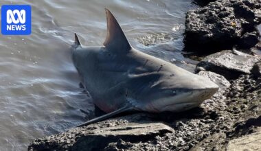 Video of bull shark washed up on Brisbane River bank sparks debate over AI technology