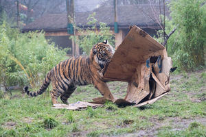 Image shows a tiger cub lifting up a cardboard box at West Midlands Safari Park.