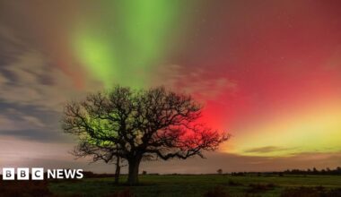 Northern Lights seen in bursts of green, pink and yellow with a tree in the foreground in Lyndhurst, Hampshire.