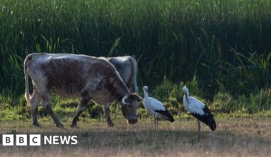 Knepp sees surge in biodiversity since start of rewilding scheme