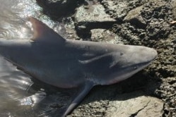 A close up of a bull shark on the edge of a river surrounded by rocks.