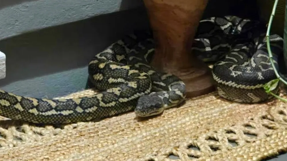 Woman awakes to find python on her chest; her reaction is unusual