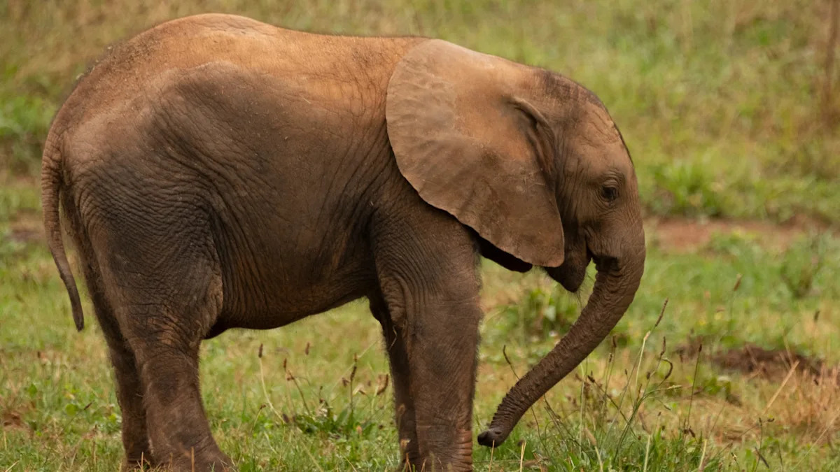 Baby Elephant Has an Emotional Support Tire and We Totally Get It