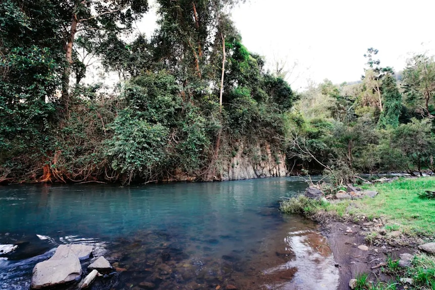 A peaceful creek setting fringed with large trees.