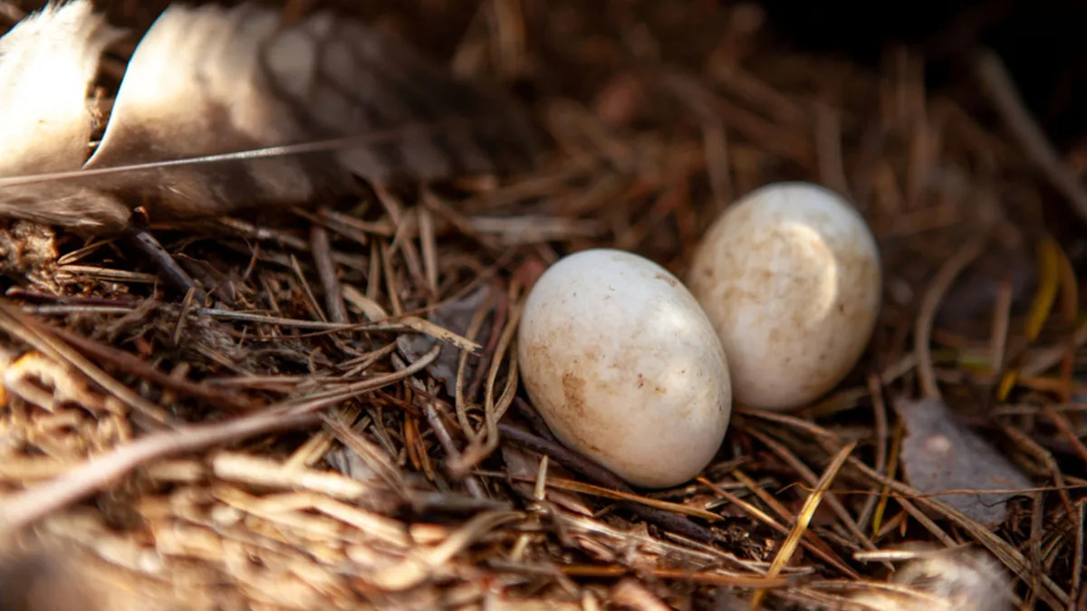 Rescued Owl Surprises Mom by Proudly Showing off an Unexpected Egg
