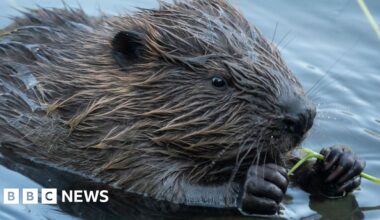A close up image of a beaver swimming in water and holding a reed in its paws