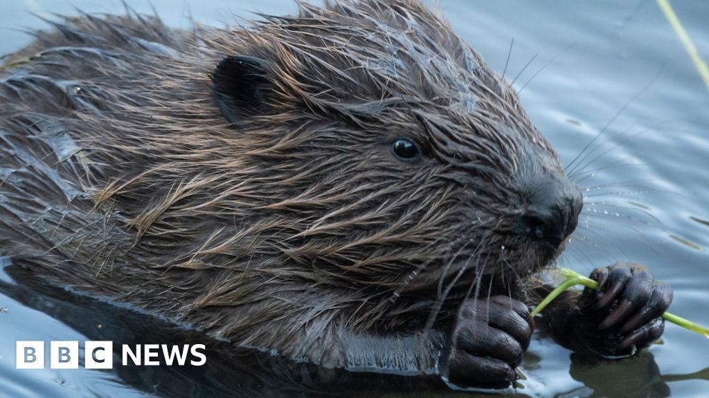 A close up image of a beaver swimming in water and holding a reed in its paws