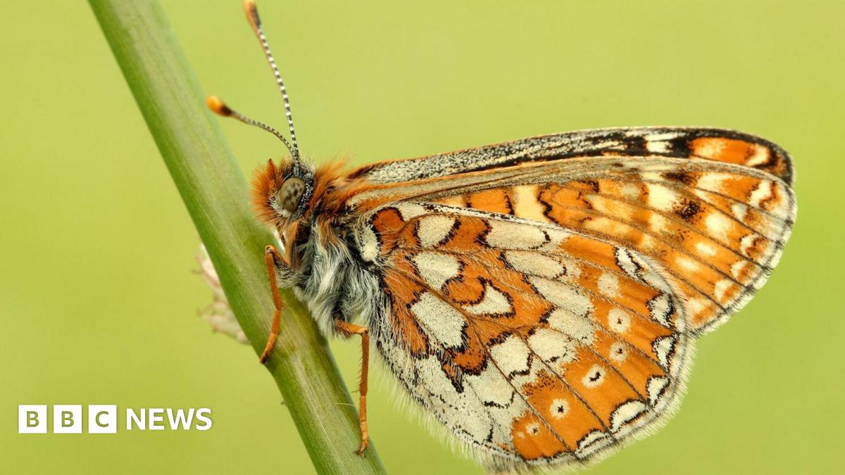 A close-up of a butterfly on a stem, with orange and white on its wings
