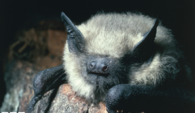 A common pipistrelle is in the middle sat on a piece of red brick. It has black ears, face and arms, and has a beige coloured body.