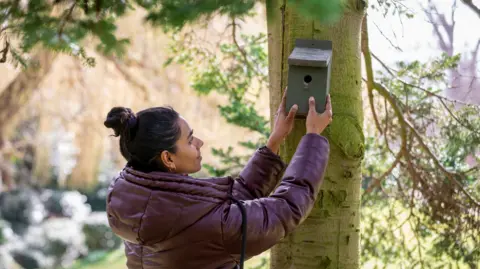 Getty Images A woman with black hair tied up in a bun wearing a purple coat is hanging a birdbox on a tree.