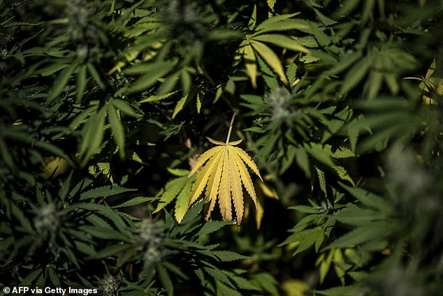 A number of private cannabis clinics offer free consultations and cut-price weed to Universal Credit and Personal Independence Payment (PIP) claimants