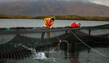 Seven million lice-eating fish died at salmon farms