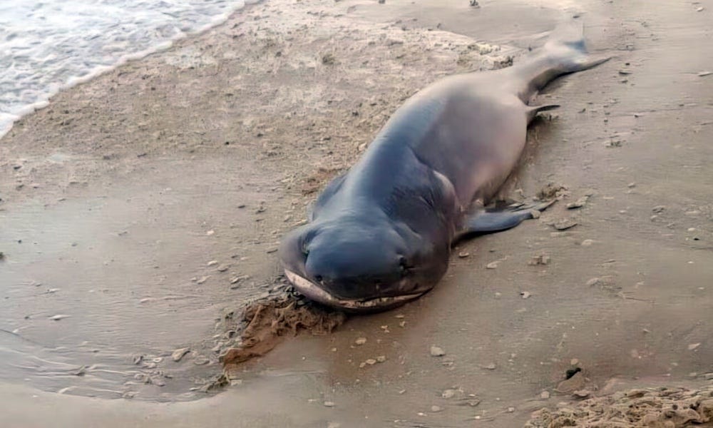 Rare shark washes ashore in Israel, then suddenly disappears