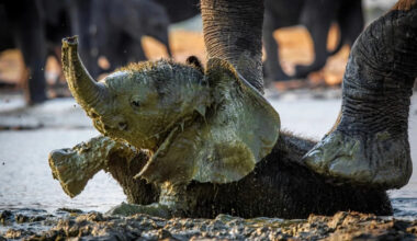 Baby Elephants Playing in the Mud Make the Cutest Mess We’ve Ever Seen