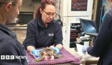 A woman has blue plastic gloves and is handling a  turtle which is resting on towels on a table.  Two assistants stand either side of her on the other side of the table.