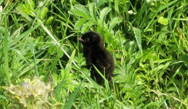 Seven ‘remarkable’ species found at conservation charity sites