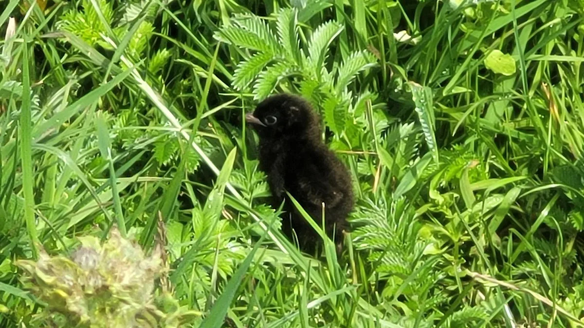 Seven ‘remarkable’ species found at conservation charity sites