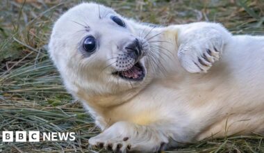 Adorable Donna Nook seal pup expressions caught on camera