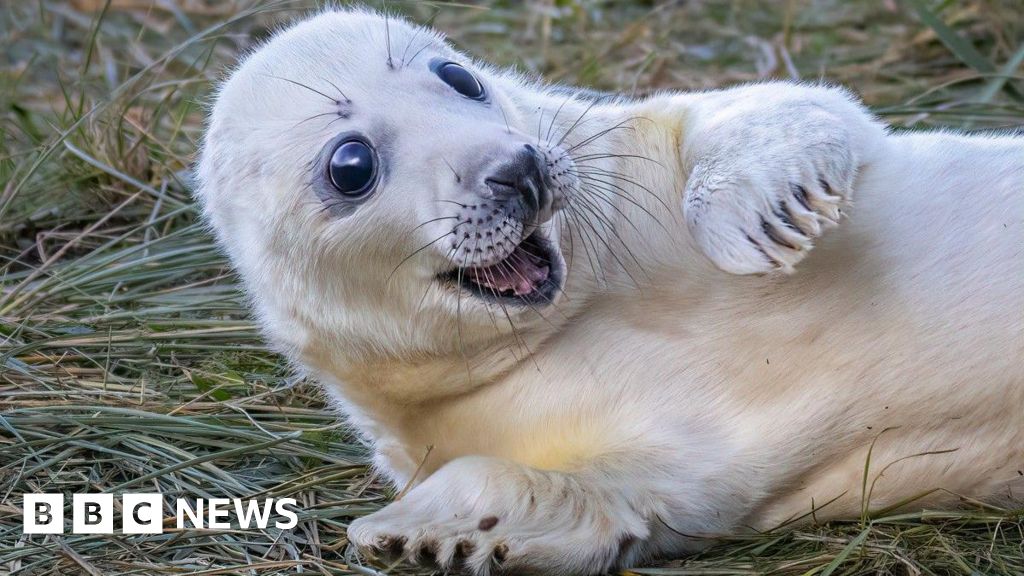 Adorable Donna Nook seal pup expressions caught on camera