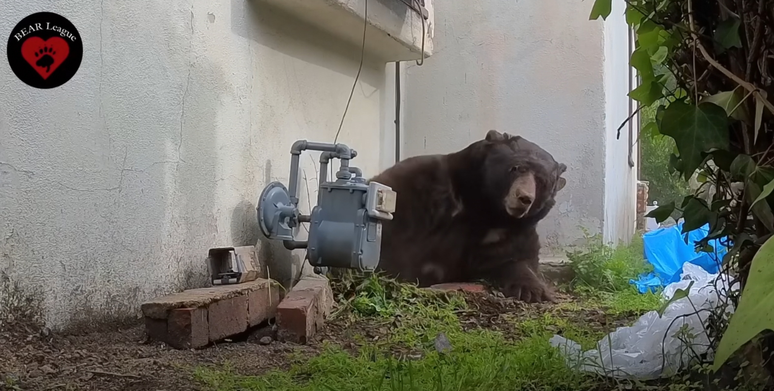 A 550 pound bear lived under a Californian man's home for more than a month