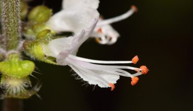 Amazon entrepreneur spreads seeds of growth with recycled paper