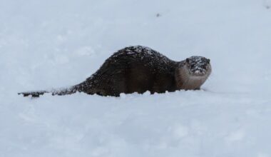 Ullapool critter spotted shifting through snow piles amidst weather warning