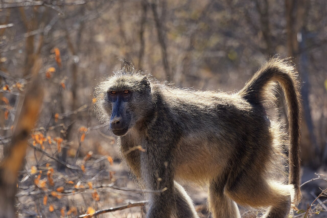 A chacma baboon in South Africa. The report found that these monkeys are the most traded species legally, mostly as hunting trophies. Image by Martie Swart via Wikicommons (CC BY 2.0)
