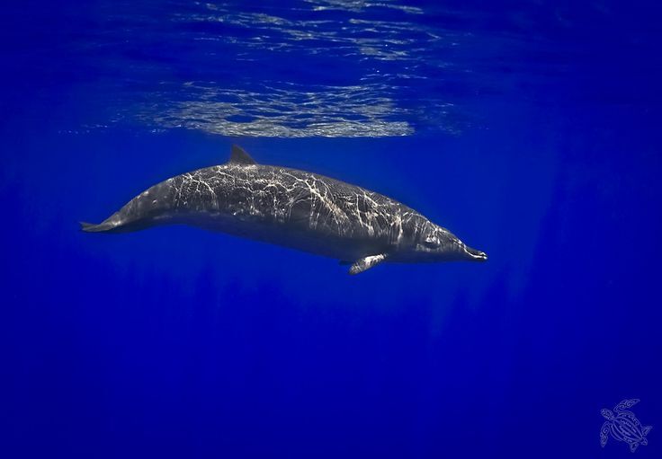 What Does the Beaked Whale Say?