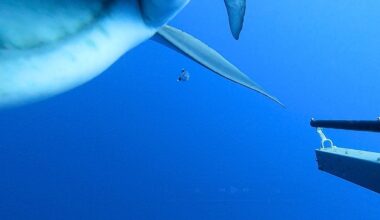 Blue shark in the Azores