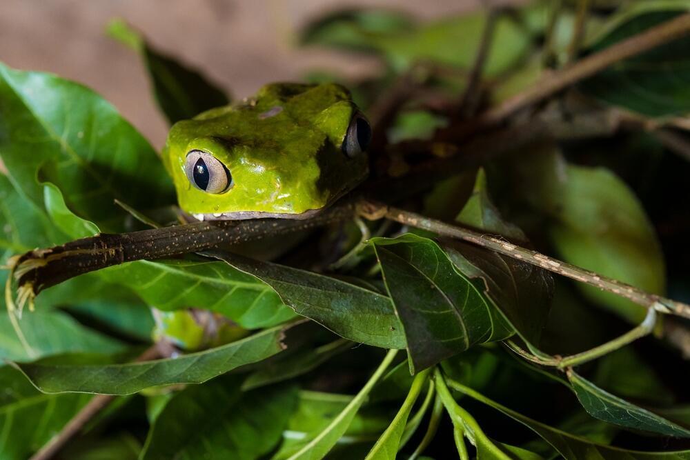 The frog (Photo: Shutterstock) הצפרדע