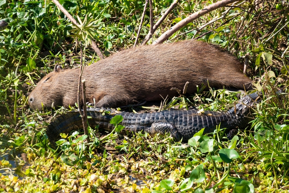 Capybara laying down sleeping with a Caiman in  Brazilian wetlands, Pantanal, Brazil