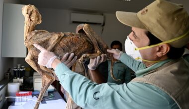 Mystery of mummified cheetahs found in caves could shed light on lost populations