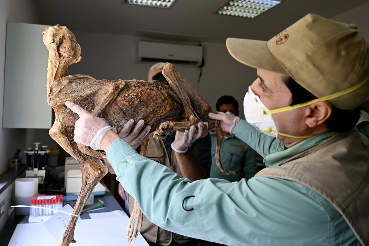 Mystery of mummified cheetahs found in caves could shed light on lost populations